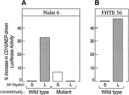 Fig. 8. Comparison of CD10/NEP-driven luciferase activity in Nalm-6 and FHTE56 cells cotransfected the alternatively spliced CBF-B/NF-YA cDNAs. Nalm-6 cells (A) or FHTE56 cells (B) were cotransfected with 20 μg wild-type (W) or mutant (M) CD10/NEP (−263/+147) pXP2 , 40 μg of the CBF-B/NF-YA short pSAS (S) and CBF-B/NF-YA long pSAS (L), and 1 μg of CMV-GH. Luciferase activity was measured 48 hours posttransfection and normalized for GH production. Promoter activity (RLU/ng/mL) represents mean and standard errors for two separate experiments performed in duplicate or triplicate. Nalm 6 cells: W + S 37.1 ± 3.5 (baseline); W + L, 49.5 ± 5.7 (33% increase over baseline, P = .09); M + S 39.7 ± 3.6 (7% increase over baseline, P = NS); M + L 37.0 ± 3.7 (0% difference from baseline, P = NS). FHTE56 cells: W + S 69.1 ± 4.3 (baseline), W + L 101.9 ± 30.8 (47% increase over baseline, P = NS). The differences in CD10/NEP-driven luciferase activity in cells transfected with W + S, W + L, M + S, or M + L were evaluated using a one-sided Student's t-test.