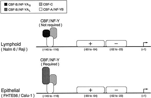 Fig. 9. Identified regulatory elements in the type 2 CD10/NEP promoter. The three functionally active transcription factor binding sites in the type 2 CD10/NEP promoter are indicated. The heteromeric CBF/NF-Y complex, which includes the alternatively spliced CBF-B/NF-YA short or long form, binds to the inverted CCAAT box in region I, whereas a second positive and third negative factor bind to regions II and III, respectively. Although CBF/NF-Y appears to be required for maximal epithelial (FHTE56 and Calu-1) CD10/NEP type 2 promoter activity, the complex is not required for maximal lymphoid (Nalm-6 and Raji) CD10/NEP type 2 promoter activity.