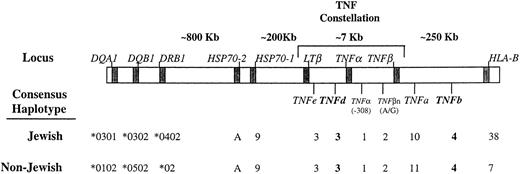 Fig. 3. Partial approximate map of the human MHC region with the consensus haplotypes in Jewish and non-Jewish CA patients. TNF alleles with statistically significant differences in frequencies in patients compared with controls are written in bold. The borders for the class-III region are defined by the HLA class II (DRB1 locus) and HLA class I (B locus). The allele assignment for the HSP70-1, -2, and the HLA-DR and HLA-B loci was summarized from our previous publications421 (see text for details).