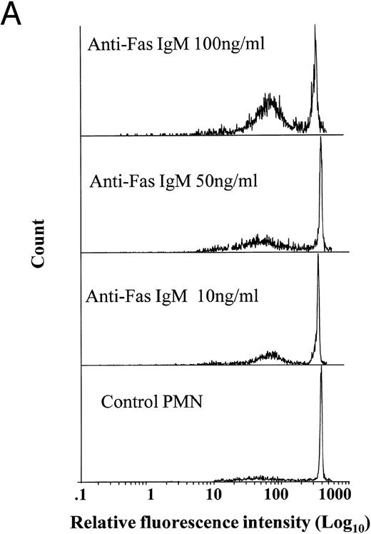 Fig. 1. Effects of anti-Fas IgM ligation on neutrophil apoptosis. Human neutrophils were incubated with increasing concentrations of anti-Fas IgM, CH-11, and assessed for apoptosis after 18 hours. Apoptosis was measured by flow cytometry using PI DNA staining with representative histograms shown in (A) and the percentage of cells with apoptotic DNA plotted in Fig 1B. (*P < .05 v ng/mL anti-Fas). The high-intensity peak at a relative fluorescence intensity of 500 Ln represents normal DNA, whereas the lower peak between 10 and 100 Ln intensity indicates apoptotic or fragmented DNA with reduced uptake of propidium iodide. Results are the mean ± SD for n = 5 experiments with three separate donors of neutrophils.