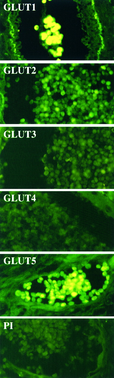 Fig. 2. Immunolocalization of hexose transporters in blood vessel erythrocytes. For immunofluorescence, tissue sections were reacted with GLUT antibodies or with preimmune serum (PI) and visualized using fluorescein-coupled secondary antibodies.