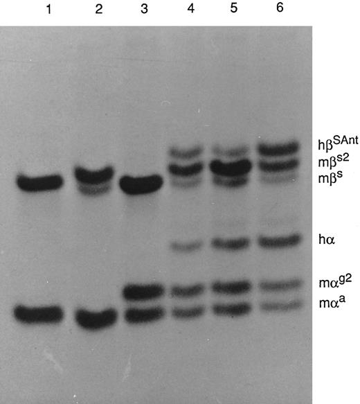 Fig. 5. PAGE of Hbs in Triton X-100 and acid-urea. The strain of mice from which the Hb was obtained and the kinds of globin chains present in each Hb are as follows: Lane 1, strain C57BL/6, mαa, and mβs; lane 2, HBB/S2, mαa, mβs, and mβs2; lane 3, HBA/G2, mαa, mαg2, and mβs; lane 4, M-Tg58Ru, mαa, mαg2, hα, mβs, mβs2, and hβS Antilles; lane 5, M-Tg98Ru, mαa, mαg2, hα, mβs, mβs2, and hβS Antilles; and lane 6, Tg58 × Tg98, mαa, mαg2, hα, mβs, mβs2, and hβS Antilles.