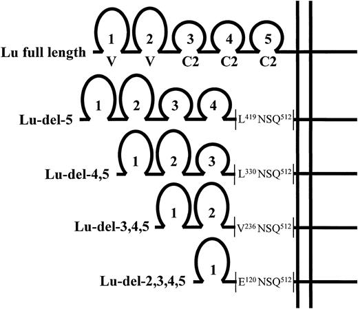 Fig. 1. The IgSF domain structure of the expressed full-length and domain-deleted Lu cDNA constructs. The predicted amino acid sequence of the domain-deletion mutants at the point of the deletion, proximal to the predicted transmembrane domain, is shown.