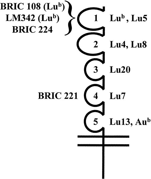 Fig. 3. The location of monoclonal antibody epitopes and blood group antigens on the five IgSF domains of Lu gp. Monoclonal antibody epitopes BRIC 108, BRIC 221, BRIC 224, and LM342 and blood group antigens Lub, Lu4, Lu5, Lu7, Lu8, Lu13, Aub, and Lu20 were mapped to individual IgSF domains as indicated.