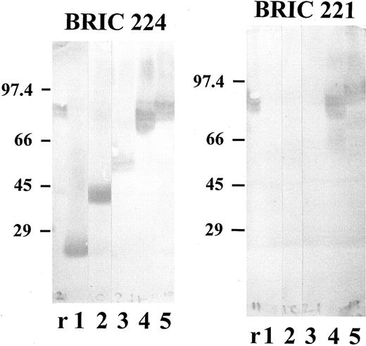 Fig. 4. Immunoblotting of K562 transfectants expressing full-length and domain-deleted Lu cDNA. Triton extracts prepared from K562 transfectants as described in Materials and Methods and solubilized red blood cell membranes were separated on 10% (wt/vol) polyacrylamide gels and probed with monoclonal antibodies BRIC 224 or BRIC 221 by Western blotting. r, red cell membranes; 1, Lu-del-2,3,4,5 transfectant; 2, Lu-del-3,4,5 transfectant; 3, Lu-del-4,5 transfectant; 4, Lu-del-5 transfectant; 5, Lu-full-length transfectant. Mr values for the stained bands were calculated from the migration of the indicated standard proteins.