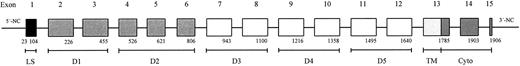 Fig. 5. Schematic representation of the LU gene showing exons and the corresponding structural domains of Lu gp. D1-5 are IgSF domains. In the mRNA species encoding the Lu gp isoform B-CAM, the intron between exons 13 and 14 is not spliced.8 The numbering of nucleotides is as given in the Genbank database entry for Lu gp cDNA, accession number X83425, abbreviations are as in Table 3.