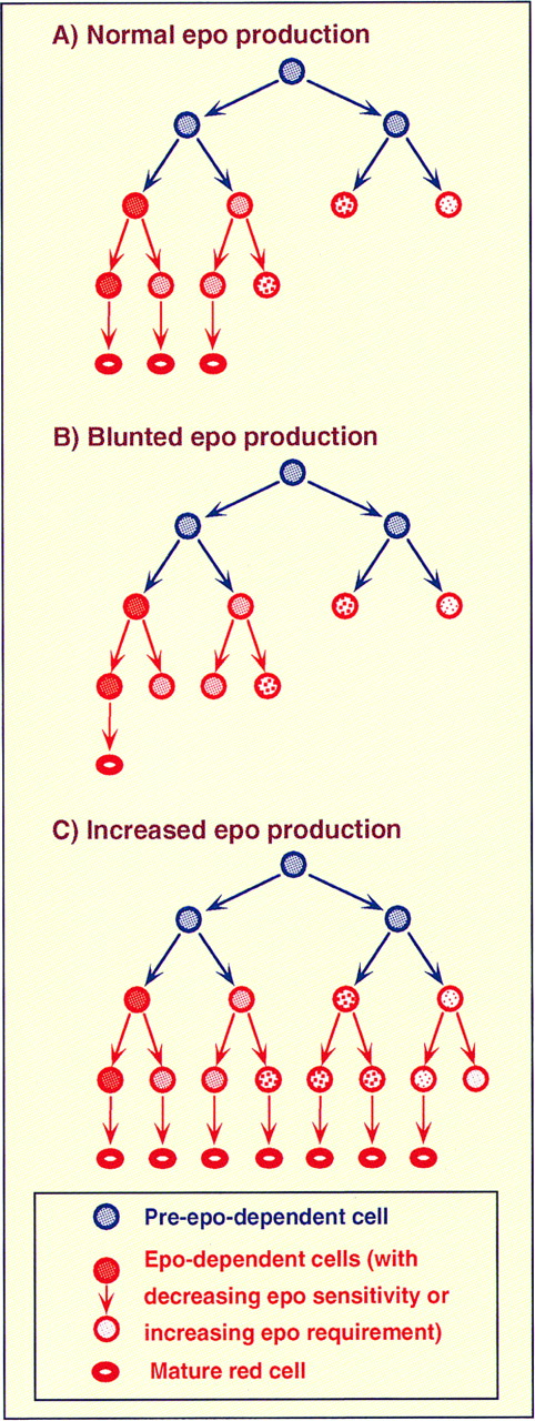 Fig. 1. Model proposed by Koury and Bondurant33 for expansion of erythropoiesis by prevention of apoptosis in erythroid progenitors (see also Wu et al37 and Koury and Bondurant39 ). Late erythroid progenitors (CFU-Es and proerythroblasts) are dependent on the continuous presence of Epo to suppress apoptosis and are heterogeneous with respect to their Epo sensitivity. Under normal conditions (A), only a portion of late erythroid progenitors (those with lower Epo requirement) survive, generating erythroid precursors that produce normal amounts of mature RBCs. In conditions characterized by blunted Epo production (B), eg, renal failure, the large majority of erythroid progenitors undergo apoptosis due to the low Epo level within the bone marrow. Only a subpopulation of progenitors with very high Epo sensitivity and very low requirement survive; RBC production is inadequate and anemia develops. Administration of rHuEpo may allow a substantial expansion of erythropoiesis by preventing apoptosis of large numbers of late erythroid progenitors with intermediate Epo sensitivity. In anemia due to peripheral hemolysis or acute blood loss (C), renal Epo production is increased several fold and high levels of erythroid hormone are present in the bone marrow. Nearly all erythroid progenitors, even those with high Epo requirements, survive, with maximum preamplification of erythropoiesis. Administration of rHuEpo is unlikely to further enhance RBC production, because levels capable of preventing apoptosis of least sensitive cells cannot be reasonably achieved.