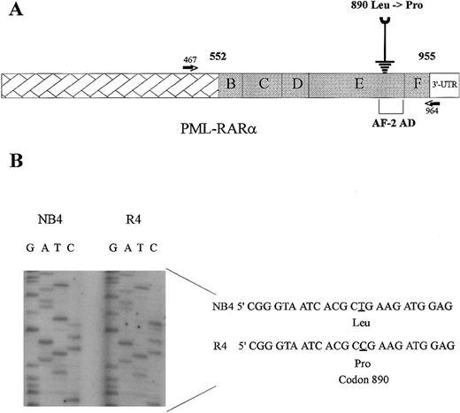 Fig. 1. A point mutation at codon 890 in the ligand-binding domain of PML-RARα. (A) Schematic structure of PML-RARα, showing the approximate positions of two primers used in RT-PCR to amplify the RARα part of PML-RARα (PRα ΔA). (B) Sequencing autoradiogram shows the T → C conversion at PML-RARα codon 890, which results in the exchange of leucine to proline.