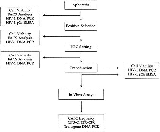 Fig. 1. Flowchart depicting the sequence of purification steps, analyses, and assays performed with leukapheresis samples from asymptomatic HIV-1 –infected individuals.