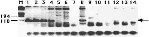 Fig. 3. Semiquantitative HIV-1 Gag DNA PCR analysis of cell aliquots during the purification course. Cells (1 × 104) from each purification step were PCR-amplified with the universal SK38 and SK39 Gag primers, and the signal intensity was compared with standards containing 1 × 104, 1 × 103, 1 × 102, 10, 1, and 0 ACH2 (A3.01 cell line containing one proviral copy of the HIV-1 genome) cells (lanes 1 through 6). Lane 7, negative control; lane 8, apheresis sample; lane 9, after CD34+ cell enrichment; lane 10, after HSCS; lane 11, negative control; lane 12, mock transduction; lane 13, LIF transduction; lane 14, SCF transduction; lane M, molecular weight marker (in basepairs). The arrow indicates the position of the 115-bp gag gene PCR product.