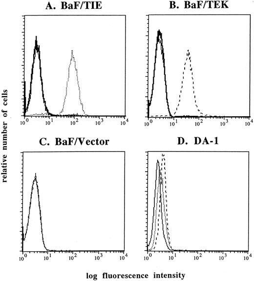 Fig. 1. FACS analysis of TIE (dotted lines) and TEK (broken lines) expression. Anti-TIE and TEK MoAbs reacted with each indicator cell, BaF/TIE (A) and BaF/TEK cells (B), respectively, but not with BaF/Vector cells (C). The reactivity of anti-TIE and TEK MoAbs was blocked by an excess molar of TIE-FLAG and TEK-FLAG proteins (thick lines). Both anti-TIE and anti-TEK MoAbs reacted with DA-1 cells (D). Thin lines denote negative control cells stained with FITC-conjugated streptavidin alone.