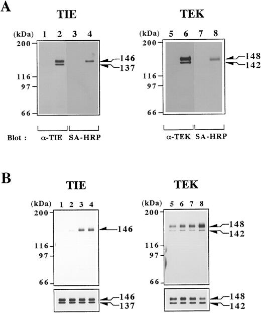 Fig. 2. (A) Detection of TIE and TEK proteins in transfectants. Cell lysates were obtained from BaF/vector (lanes 1 and 5), BaF/TIE (lane 2), and BaF/TEK (lane 6) cells that were surface-biotinylated. Proteins in lysates were immunoprecipitated with anti-TIE (lanes 1 and 2) or TEK (lanes 5 and 6) MoAb. Immunoprecipitates were separated by SDS-PAGE and Western blotted with polyclonal Ab against C-terminus of TIE (lanes 1 and 2) or TEK (lanes 5 and 6) and then reprobed with SA-HRP (lanes 3, 4, 7, and 8). (B) Induction of autophosphorylation of TIE and TEK by rat postimmune IgGs against the extracellular domain of TIE or TEK. BaF/TIE (lanes 1 through 4) and BaF/TEK cells (lanes 5 through 8) were stimulated with medium alone (lanes 1 and 5), preimmune IgGs (lanes 2 and 6), 1 μg/mL postimmune IgGs (lanes 3 and 7), and 10 μg/mL postimmune IgGs (lanes 4 and 8). After 10 minutes of stimulation, cells were solubilized and proteins in lysates were immunoprecipitated with each MoAb. Immunoprecipitates were Western blotted with antiphosphotyrosine Ab (upper panels) and then reprobed with polyclonal Ab against C-terminus of TIE (lanes 1 through 4) or TEK (lanes 5 through 8; lower panels).