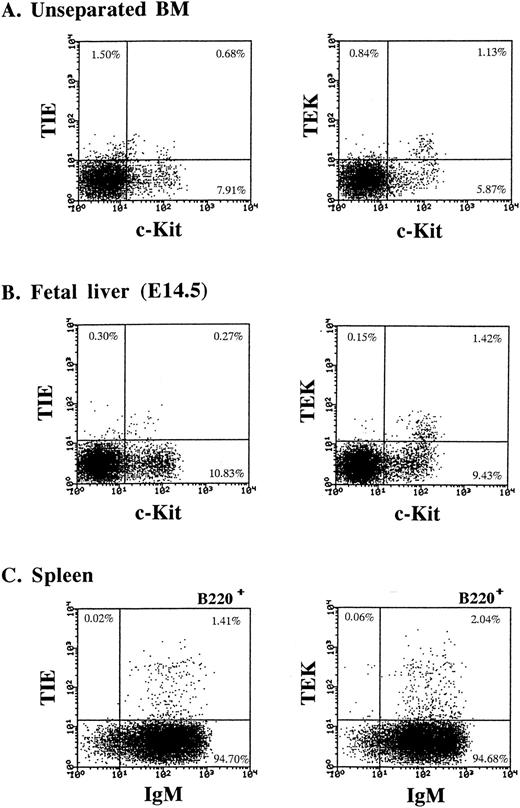 Fig. 3. TIE and TEK expression on hematopoietic cells. (A) The expression of TIE and TEK on c-Kit+ cells. Both TIE and TEK was expressed on a subset of c-Kithigh cells. (B) The expression of TIE and TEK on c-Kit+ cells of E14.5 fetal liver cells. TEK was expressed on a subset of c-Kithigh cells, whereas TIE was on c-Kitlow cells. (C) The expression of TIE and TEK on a subset of B220+ IgM+ mature B cells of the spleen.