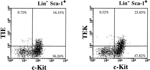 Fig. 4. The expression of TIE and TEK on HSCs. Approximately 23.7% and 33.3% of Lin− c-Kit+ Sca-1+ cells expressed TIE and TEK, respectively.