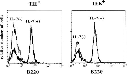 Fig. 6. B lymphopoiesis from TIE+ and TEK+ HSCs on PA-6 stromal cells. B220+ cells appeared only in the presence of IL-7 (thick line) but not in the absence of IL-7 (thin line) after 2 weeks of culture. B220− cells consisted of mature granulocytes and macrophages.