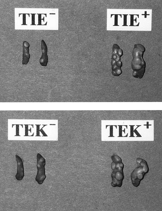 Fig. 7. Day-12 CFU-S formed from fractionated HSCs. Note that colonies from TIE+ and TEK+ HSCs were larger in number as well as in size in comparison to those from their negative counterparts. All HSC fractions formed no day-8 CFU-S.