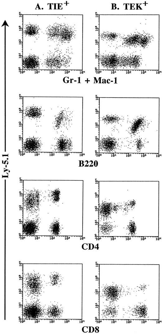 Fig. 8. In vivo multilineage differentiation by Lin− c-Kit+ Sca-1+ TIE+ (A) and Lin− c-Kit+ Sca-1+ TEK+ cells (B). Two hundred cells of each fraction from Ly-5.1 donor mice were injected intravenously into lethally irradiated Ly-5.2 recipient mice. Six weeks after transplantation, donor-derived (Ly-5.1) cells were detected in the peripheral blood of recipient mice and phenotyped by two-color FACS analysis. These are the representative data of the transplantation experiment of 8 mice in each group.