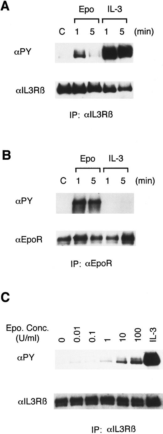 Fig. 1. Epo induces tyrosine phosphorylation of βIL3 in 32D/EpoR-Wt cells. In (A) and (B), 32D/EpoR-Wt cells, a clone of IL-3–dependent 32D cell line expressing the transfected wild-type murine EpoR cDNA, were washed out of IL-3 for 12 hours and left unstimulated (C) or stimulated with 100 U/mL of Epo or 25 ng/mL of IL-3 for 1 or 5 minutes as indicated, at 37°C before solubilization. In (C), 32D/EpoR-Wt cells were stimulated with the indicated concentrations of Epo or 25 ng/mL of IL-3, as indicated, for 1 minute. The cell lysates were immunoprecipitated with anti-βIL3 (A, C) or anti-EpoR (B). Immunoprecipitates were resolved by 6% SDS-PAGE and subjected to immunoblotting with an antiphosphotyrosine monoclonal antibody, 4G10 (αPY). The membranes were then stripped and reprobed with the antibody used for immunoprecipitation, as indicated.