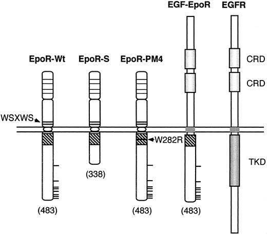 Fig. 2. Schematic representation of mutant EpoRs. Mutant EpoRs employed are schematically shown along with the wild-type EpoR and EGFR. The membrane-proximal cytoplasmic domain of EpoR containing the Box 1 and Box 2 sequences is represented by a striped box. Thick horizontal lines represent tyrosine residues in the EpoR cytoplasmic region. The four conserved cysteine residues in the EpoR extracellular domain are represented by thin horizontal lines. Numbers in parentheses denote the carboxy-terminal amino-acid numbers. Abbreviations used are: WSXWS, the WSXWS motif; W282R, the mutation of Trp282 to Arg; CRD, the cysteine-rich domain; TKD, the tyrosine kinase domain.