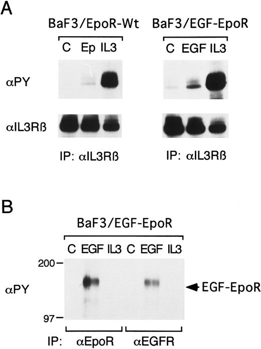 Fig. 3. The EpoR extracellular and transmembrane domains are not required for the induction of βIL3 tyrosine phosphorylation. A clone of BaF3 cells expressing the wild-type EpoR (BaF3/EpoR-Wt) or a chimeric receptor in which the extracellular and transmembrane domains of the EpoR were replaced with those of the EGFR (BaF3/EGF-EpoR) was starved for 12 hours and left unstimulated (C) or stimulated with 100 U/mL of Epo, 25 ng/mL of IL-3, or 100 ng/mL of EGF, as indicated, for 1 minute. The cells were lysed and subjected to immunoprecipitation with anti-βIL3 , anti-EpoR, or anti-EGFR, as indicated, followed by antiphosphotyrosine immunoblotting (αPY). In (A), the membranes were stripped and reprobed with anti-βIL3 , as indicated. The size markers are indicated and given in kD.