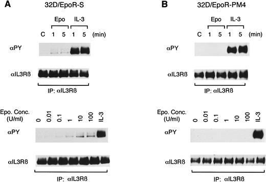 Fig. 4. Induction of tyrosine phosphorylation of βIL3 is dependent on the membrane-proximal EpoR cytoplasmic region involved in the activation of Jak2. A clone of 32D cells expressing the S-mutant EpoR with carboxy-terminal deletion of 145 amino acids (A) or the PM4-mutant EpoR, which harbors a mutation, Trp282 to Arg, in the membrane-proximal cytoplasmic region that abolishes the ability to couple with Jak2 (B) were examined as described in the legend to Fig 1.