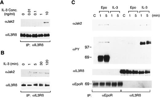 Fig. 5. IL-3, but not Epo induces the physical association of Jak2 with βIL3. After starvation, 32D/EpoR-Wt cells were stimulated with various concentrations of IL-3 for 1 minute (A) or for the indicated times with 10 ng/mL IL-3 (B). Cells were lysed in a lysis buffer containing 1% digitonin instead of 1% Triton X-100, immunoprecipitated with anti-βIL3 , and subjected to anti-Jak2 immunoblotting. The membranes were then reprobed with anti-βIL3 (C) 32D/EpoR-Wt cells were treated as described in the legend to Fig 1, except that the cells were lysed in the digitonin lysis buffer. The cell lysates were immunoprecipitated with anti-EpoR or anti-βIL3 , as indicated, and subjected to anti-Jak2 immunoblotting. The membrane was reprobed sequentially with antiphosphotyrosine (αPY), anti-βIL3 , and anti-EpoR, as indicated. The size markers are indicated and given in kD.