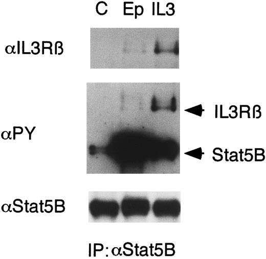 Fig. 6. Epo induces binding of Stat5 to βIL3 . 32D/EpoR-Wt cells were starved for 12 hours and left unstimulated (C) or stimulated with 100 U/mL of Epo or 10 ng/mL of IL-3 for 1 minute. The cells were lysed and immunoprecipitated with anti-Stat5B. The immunoprecipitates were subjected to immunoblotting with anti-βIL3 followed by reprobing with antiphosphotyrosine (αPY) and anti-Stat5B, as indicated.