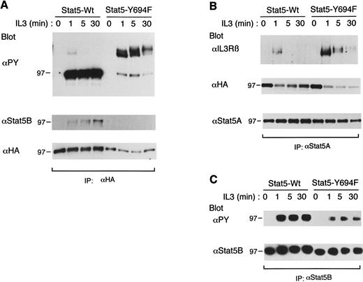 Fig. 7. Sustained binding of Stat5-Y694 to tyrosine-phosphorylated βIL3 and its inhibitory effect on tyrosine phosphorylation of endogenous Stat5. A clone of BaF3 cells expressing wild-type ovine Stat5 (Stat5-Wt) or mutant ovine Stat5 in which Tyr694 was changed to Phe (Stat5-Y694F ) was stimulated with 25 ng/mL of IL-3 for the indicated times. Cells were then lysed and subjected to immunoprecipitation with anti-HA (A), anti-Stat5A (B), or anti-Stat5B (C). Immunoprecipitates were subjected to immunoblotting with the antibody indicated (upper panels) and then reprobed with the other antibodies indicated (middle and lower panels).