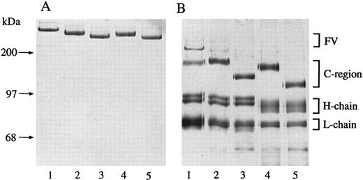 Fig. 3. Electrophoretic mobility of glycosidase-treated factor V. (A) Purified factor V on 5% SDS-PAGE stained with Coomassie blue G-250. Native factor V (lane 1); neuraminidase-treated factor V (lane 2); neuraminidase, O-glycanase–treated factor V (lane 3); neuraminidase, N-glycanase–treated factor V (lane 4); and neuraminidase, O-glycanase, N-glycanase–treated factor V (lane 5). (B) Silver-stained 5% SDS-PAGE analysis of thrombin-activated factor V samples described in (A).