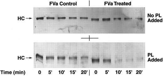 Fig. 4. APC cleavage of the heavy chain of factor Va. (Top Panel) Purified factor V was treated with glycosidases, activated with thrombin, and incubated with APC for 0, 5, 10, 15, and 20 minutes without the addition of phospholipids under the conditions described in the Materials and Methods. Disappearance of the factor Va heavy chain indicates cleavage by APC. The samples were run on SDS-PAGE and blotted with specific anti-heavy chain antibodies. (Bottom Panel) Reaction conditions were the same for the samples seen in the top panel, except for the presence of phospholipid vesicles (phosphatidyl serine:phosphatidyl choline = 1:9). In both panels, the position of migration of the heavy chains (HC) is indicated by the arrows. Note that the deglycosylated heavy chain migrated further than the untreated control heavy chain.