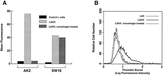 Fig. 6. Removal of the high-affinity thrombin-binding site by protease treatment. L2H/V cells were treated with mocarhagin, a protease that specifically removes the GP Ibα N-terminus by cleaving between residues 282 and 283. (A) Surface levels of GP Ibα and GP V were compared before and after treatment. GP Ibα was detected with AK2, a monoclonal antibody that binds the GP Ibα N-terminus, and GP V was detected with SW16. Mocarhagin treatment removed essentially all of the GP Ibα N-terminus from the cell surface, but had no effect on GP V levels. (B) Binding of thrombin at 1 nmol/L was evaluated and compared in mocarhagin-treated L2H/V cells v untreated cells and L2H cells. Removal of the GP Ibα N-terminus abolished high-affinity thrombin binding.