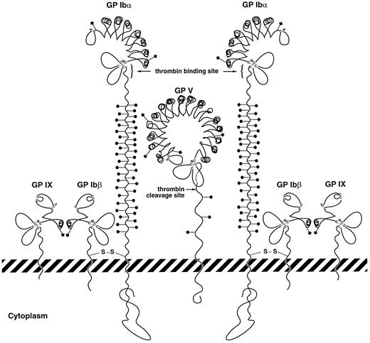 Fig. 7. Schematic of potential interactions between GP V and GP Ibα in forming a high-affinity site for thrombin. GP V is depicted between 2 GP Ib-IX complexes, associating with these complexes directly through GP Ibα. In the process of this association, GP Ibα regions important for thrombin binding on 2 nearby polypeptides may become juxtaposed or be influenced allosterically by GP V. Structures of the leucine-rich repeats of the polypeptides are drawn based on the crystal structure of the porcine ribonuclease inhibitor determined by Kobe and Diesenhofer.51