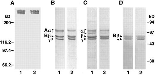 Fig. 1. SDS-PAGE. Plasma and recombinant fibrinogens were analyzed under nonreducing (6% polyacrylamide gel, A) and reducing (10% polyacrylamide gel, B through D) conditions. A through C were stained with Coomassie blue; D was stained with Schiff reagent. Panels A, B, and D are fibrinogen; C is fibrin; lane 1 samples are plasma protein and lane 2 samples are recombinant protein. Molecular weight markers for the nonreduced gel is indicated at the left and for the reduced gels at the right.