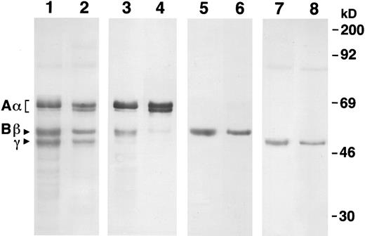 Fig. 2. Western blot analysis of recombinant and plasma fibrinogens. Samples were run on a 10% SDS gel under reduced conditions. Lanes 1, 3, 5, and 7 were recombinant fibrinogen and 2, 4, 6, and 8 were plasma fibrinogen. The primary antibody for lanes 1 and 2 was a polyclonal antiserum raised against human fibrinogen (Dako), for lanes 3 and 4, a monoclonal antiserum that is specific for the N-terminus of the Aα chain,19 for lanes 5 and 6, a monoclonal antiserum specific for the N-terminus of the Bβ chain,20 and for lanes 7 and 8, a monoclonal antiserum specific for the C-terminus of the γ chain.21 Molecular weight markers are indicated at the right.