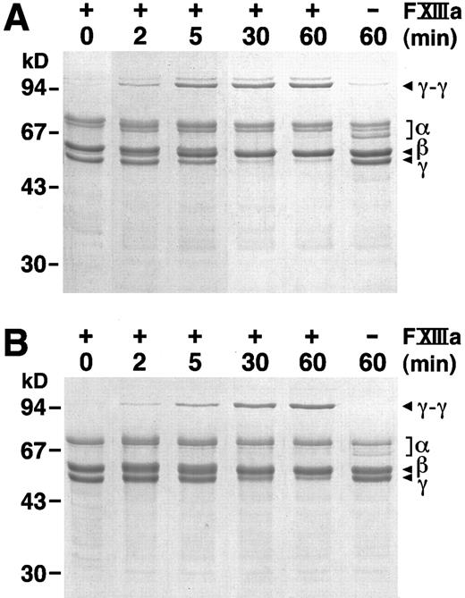 Fig. 6. FXIIIa catalyzed γ dimer formation. At 0 time, thrombin (1 U/mL) was added to a mixture of FXIII (1 U/mL) and plasma (A) or recombinant (B) fibrinogen (0.38 mg/mL). Reactions were stopped at the indicated times by the addition of SDS and 2-mercaptoethanol and analyzed by SDS-PAGE on 10% gels. 0 minute controls were prepared by adding thrombin, FXIII and fibrinogen to the SDS and 2-mercaptoethanol buffer; 60-minute controls were as above, but without added FXIII.