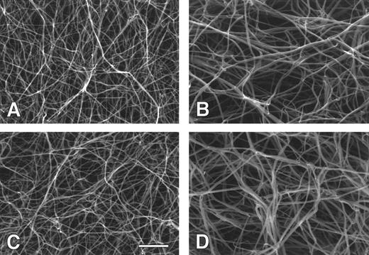 Fig. 8. Scanning electron micrographs of fibrin clots. Fibrin clots were prepared from thrombin and recombinant (A) or plasma (C) fibrinogen, and from recombinant (B) or plasma (D) fibrin monomer. All pictures are at the same magnification and the bar in (C) indicates 2 μm.