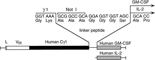 Fig. 1. Schematic diagram depicting the linker containing the Not I cloning site between the human γ1 and human GM-CSF or human IL-2 cDNAs in the chimeric CLL-1 heavy chain/cytokine fusion genes.