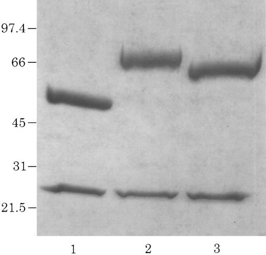 Fig. 2. Electrophoretic identification of chCLL-1/cytokine fusion proteins. Coomassie Blue-stained 4% to 20% acrylamide gradient tris-glycine reduced gel of purified chCLL-1 (lane 1), chCLL-1/GM-CSF (lane 2), and chCLL-1/IL-2 (lane 3).