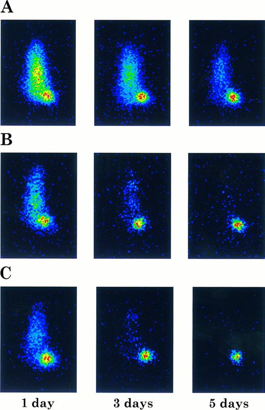 Fig. 9. Imaging of ARH-77 myeloma tumor-bearing nude mice injected with 131I-labeled chCLL-1 (A), chCLL-1/GM-CSF (B), or chCLL-1/IL-2 (C). Mice were imaged in a prone position at the indicated times postinjection.