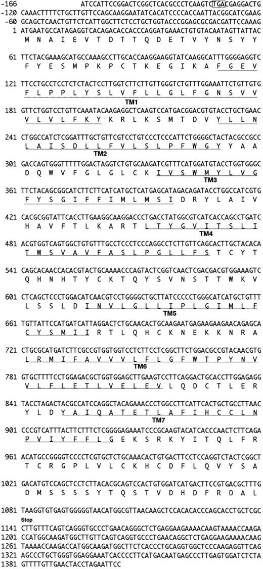 Fig. 1. Nucleotide and deduced amino acid sequence of the CHEMR1 cDNA clone. Nucleotide numbering in CHEMR1 is referred to the first nucleotide (position 1) in the translation initiation codon (ATG). The putative transmembrane domains (TM1-TM7) are underlined. The translation termination codon is indicated by “stop.” Indicated in an open box is the potential stop codon found in 5′ UTR in frame relative to the initiation codon.