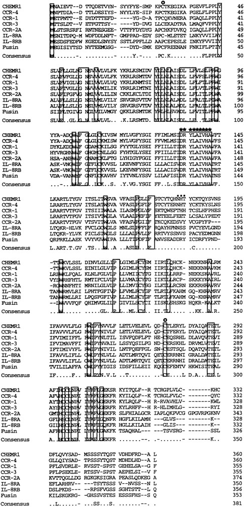 Fig. 2. Comparison of the primary structure of CHEMR1 with other chemokine receptors. Shown is an alignment of CHEMR1 with CCR-4, the MIP-1α/RANTES receptor (CCR-1), eosinophil-derived C-C chemokine receptor (CCR-3), the MCP-1 receptor (CCR-2A), the two IL-8 receptors, and fusin (HUMSTSR), the T-tropic HIV-1 cofactor. The conserved residues are indicated in a box. A potential G-protein binding domain is indicated by asterisks.45 (○) A putative disulfide bridge that forms a ligand binding domain.45 (▪) A potential N-glycosylation site.