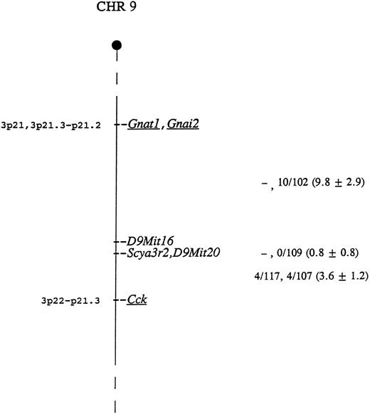 Fig. 5. Genetic map location of Scya3r2 on mouse Chr 9. To the right of the map are given recombination fractions between adjacent loci with the first fraction representing data from the musculus cross and the second representing data from the spretus cross. The numbers in parentheses represent the percentage of recombination and the standard error. In the musculus cross, D9Mit16 and D9Mit20 were typed only in the progeny identified as recombinant between Gnat1 and Cck. Of the 12 recombinants in the interval Gnat1 - Scya3r2 in the two crosses, 11 were proximal to D9Mit16, indicating that D9Mit16 is just proximal to Scya3r2 and D9Mit20. The map locations for the human homologs of the underlined genes are given to the left of the map.
