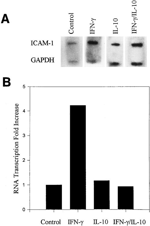 Fig. 2. IL-10 inhibits IFN-γ–induced ICAM-1 gene transcription. (A) Nuclei were isolated from monocytes stimulated with IFN-γ (100 U/mL) in the presence or absence of IL-10 (100 U/mL) for 3 hours. Transcription occurred in the presence of labeled ribonucleotides. Isolated RNA was hybridized to ICAM-1 cDNA and GAPDH cDNA that was slot blotted onto nitrocellulose. (B) Normalized absorption values were obtained by densitometry scanning of the ICAM-1. From the ratio of ICAM-1 to GAPDH, the fold increase over untreated control cells was calculated. Data are representative of 2 experiments.