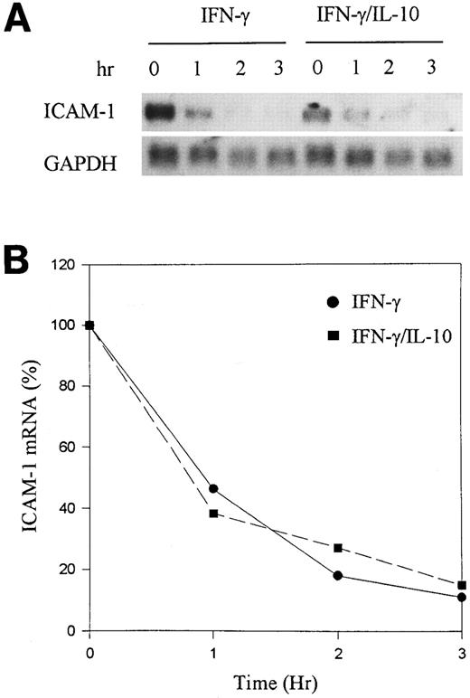 Fig. 3. IL-10 does not enhance mRNA degradation. (A) Monocytes were stimulated for 24 hours with IFN-γ (100 U/mL) in the presence or absence of IL-10 (100 U/mL). Actinomycin D (5 μg/mL) was added to the cells, and RNA was extracted at 0, 1, 2, and 3 hours. Northern blot analysis was performed. (B) Induced levels of ICAM-1 mRNA at time zero were determined by densitometry for IFN-γ and IFN-γ plus IL-10. The values were set at 100% and plotted against the percent reduction in the amount of mRNA. The RNA half-life measured the time at which mRNA declined by 50%. Data are representative of 3 experiments.