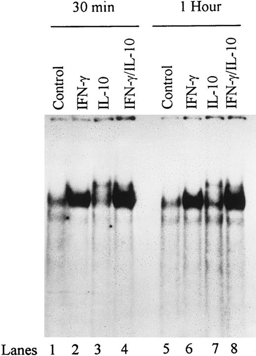 Fig. 4. Kinetics of IFN-γ and IL-10 induction of DNA binding activity on ICAM-1 IRE. Nuclear extracts were obtained from monocytes unstimulated (control) or stimulated with IFN-γ (100 U/mL), IL-10 (100 U/mL), or the combination of IFN-γ and IL-10 and analyzed for DNA binding activity in gel mobility shifts using labeled ICAM-1 IRE. Arrows indicate binding complexes. Data are representative of 3 experiments.
