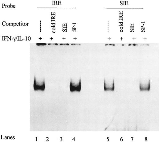 Fig. 5. DNA binding complexes are specific for IRE and SIE. Nuclear extracts from monocytes stimulated with IFN-γ (100 U/mL) and IL-10 (100 U/mL) were incubated with labeled IRE and competed with 100-fold molar excess of IRE, SIE, or SP-1 for DNA binding activity in gel mobility shifts (lanes 1 to 4). Reciprocally, nuclear extracts were incubated with labeled SIE and competed with 100-fold molar excess IRE, SIE, and SP-1 (lanes 5 to 8). Data are representative of 2 experiments.