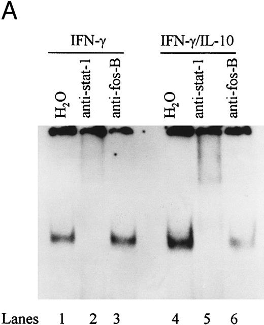 Fig. 6. IL-10 does not block IFN-γ–induced STAT-1α binding to the ICAM-1 IRE. (A) Nuclear extracts from monocytes stimulated with IFN-γ (100 U/mL) in the presence (lanes 4 to 6) or absence of IL-10 (100 U/mL) (lanes 1 to 3) were incubated with anti–STAT-1α or anti–fos B antibody. (B) Nuclear extracts from monocytes stimulated with IFN-γ (100 U/mL) (lanes 1 to 4) and IL-10 (100 U/mL) (lanes 5 to 8) were incubated with anti–STAT-1α, anti–STAT-3, or both antibodies combined. Antibody binding complexes were assessed by gel mobility supershift with labeled ICAM-1 IRE. Data are representative of 3 experiments.