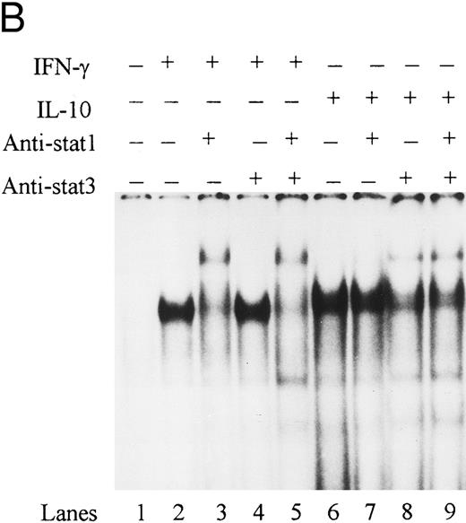 Fig. 6. IL-10 does not block IFN-γ–induced STAT-1α binding to the ICAM-1 IRE. (A) Nuclear extracts from monocytes stimulated with IFN-γ (100 U/mL) in the presence (lanes 4 to 6) or absence of IL-10 (100 U/mL) (lanes 1 to 3) were incubated with anti–STAT-1α or anti–fos B antibody. (B) Nuclear extracts from monocytes stimulated with IFN-γ (100 U/mL) (lanes 1 to 4) and IL-10 (100 U/mL) (lanes 5 to 8) were incubated with anti–STAT-1α, anti–STAT-3, or both antibodies combined. Antibody binding complexes were assessed by gel mobility supershift with labeled ICAM-1 IRE. Data are representative of 3 experiments.