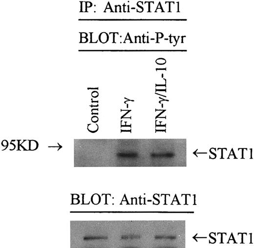 Fig. 7. IL-10 does not inhibit tyrosine phosphorylation of STAT-1α. Monocytes were stimulated with IFN-γ (100 U/mL) in the presence or absence of IL-10 (100 U/mL) for 5 minutes. Cells were lysed, and STAT-1α was immunoprecipitated with Sepharose-bound anti–STAT-1 antibody. Immunoprecipitates were resolved on SDS-PAGE, blotted to nitrocellulose, probed with an antiphosphotyrosine antibody (4G10), and developed by enhanced chemiluminescence. In the lower panel, the blot was stripped and reprobed with anti–STAT-1 antibody and developed. Data are representative of 2 separate experiments.