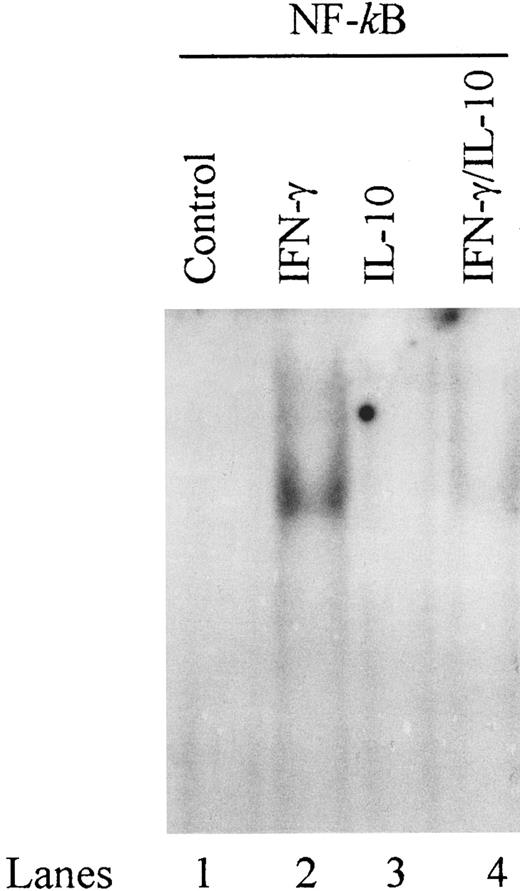 Fig. 8. IL-10 inhibits binding of NF-κB to a proximal site in the ICAM-1 promoter. Monocytes were stimulated with IFN-γ (100 U/mL), IL-10 (100 U/mL), or IFN-γ plus IL-10 in combination for 5 minutes. Nuclear extracts were analyzed for gel mobility shifts with the labeled ICAM-1 proximal NF-κB oligonucleotide. Data are representative of 3 separate experiments.